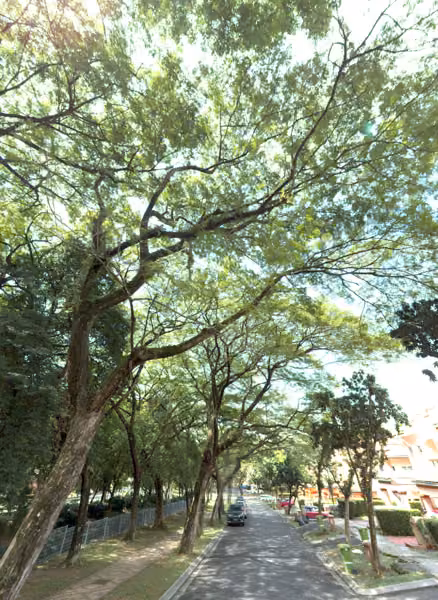 tree photo