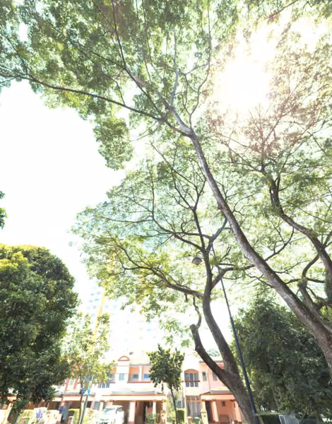 tree photo