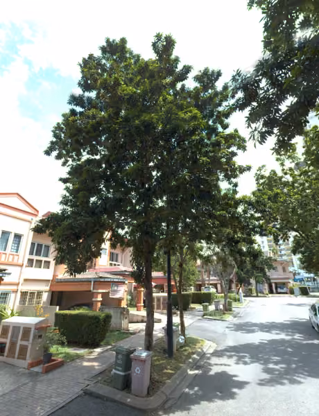 tree photo