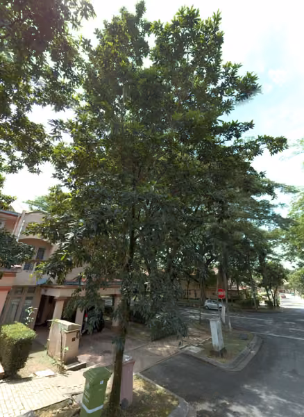 tree photo