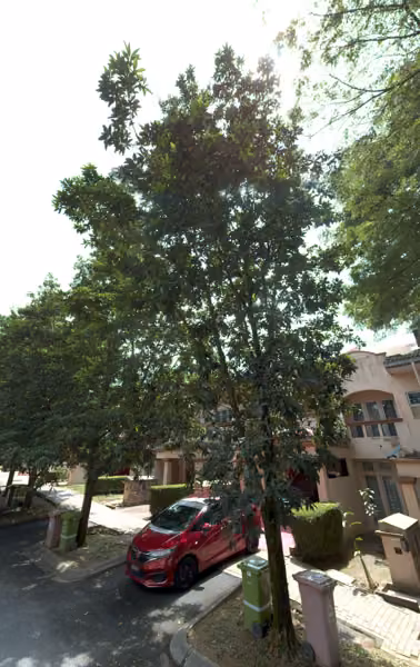 tree photo