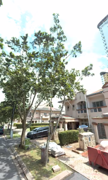 tree photo