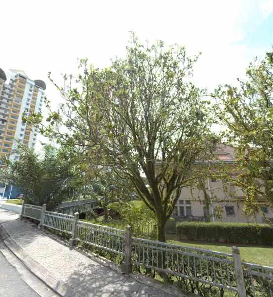 tree photo