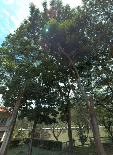 tree photo