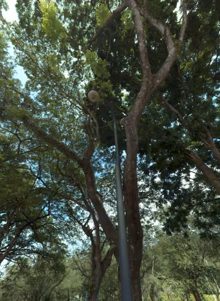 tree photo