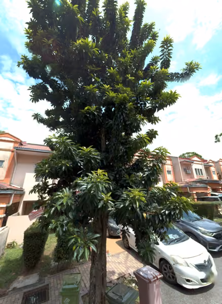tree photo