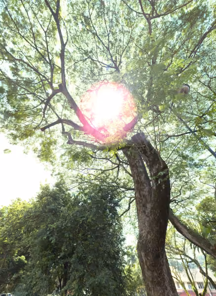 tree photo