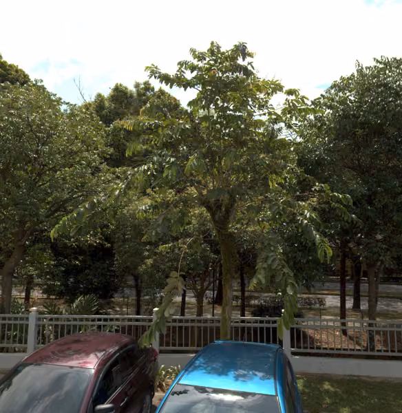 tree photo
