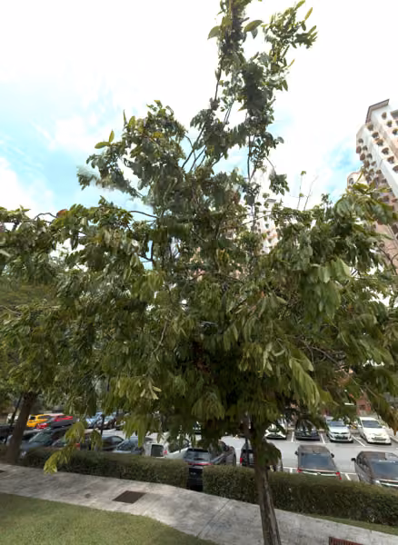 tree photo