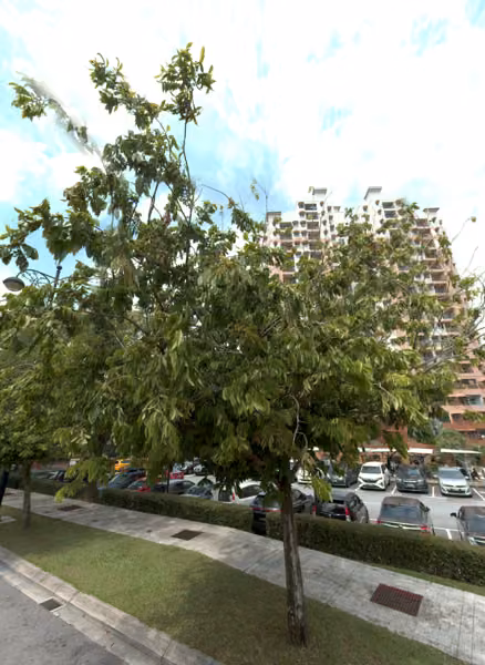 tree photo