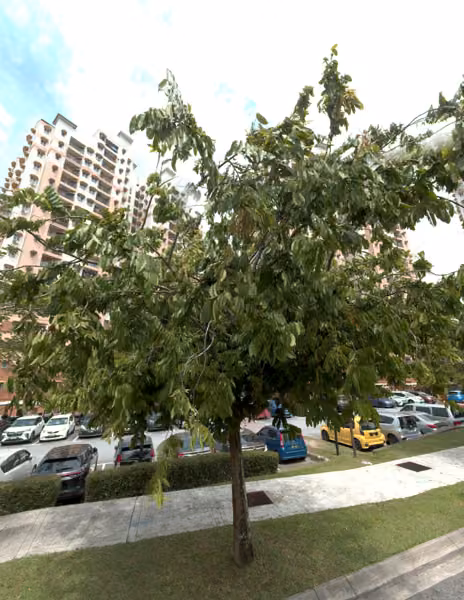 tree photo