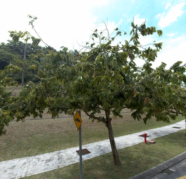 tree photo