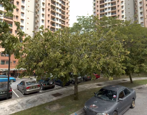 tree photo