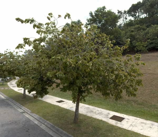 tree photo