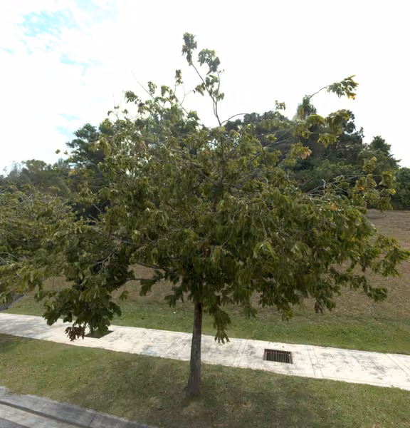 tree photo