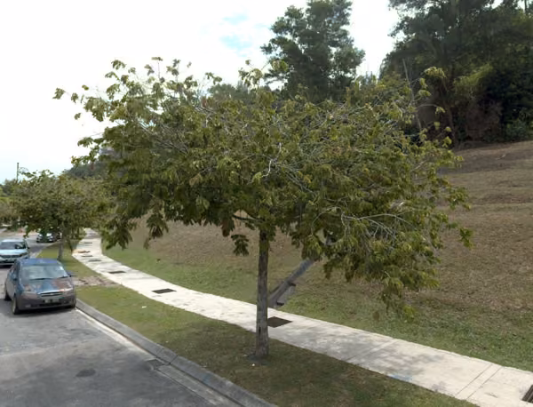 tree photo
