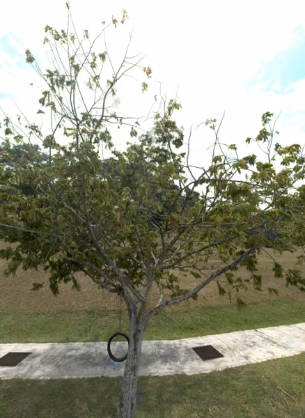 tree photo