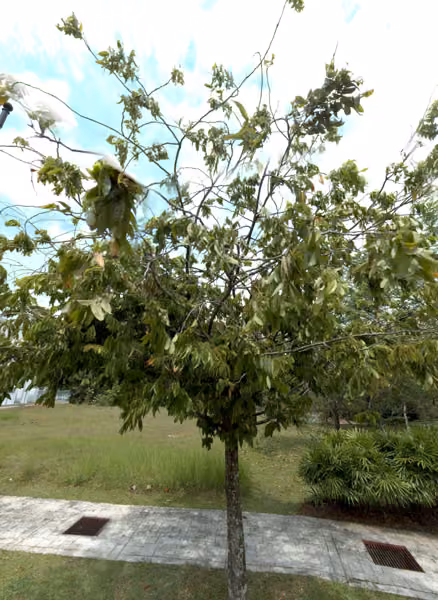 tree photo