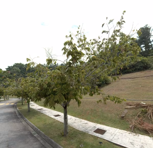 tree photo