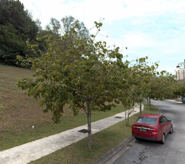 tree photo
