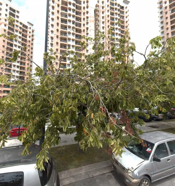 tree photo