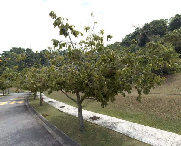 tree photo