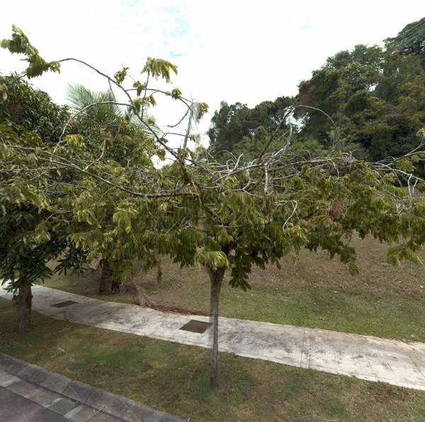 tree photo