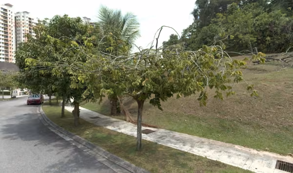 tree photo