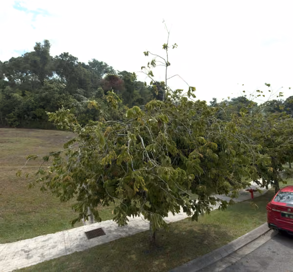 tree photo