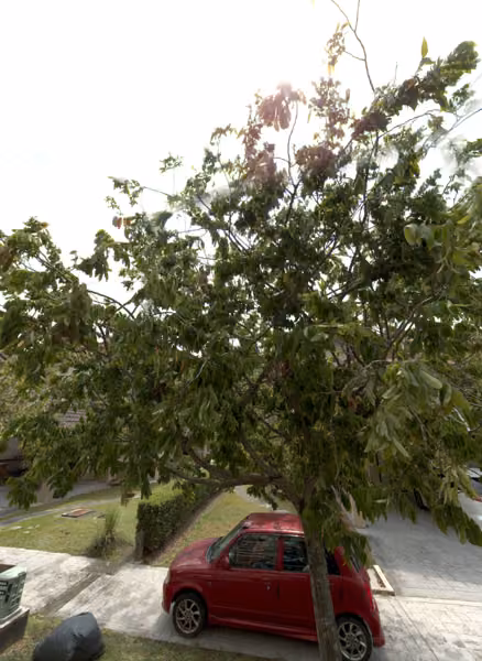 tree photo