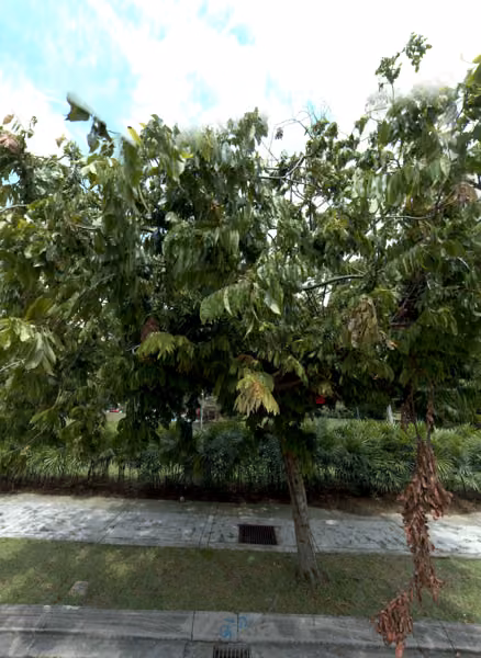 tree photo