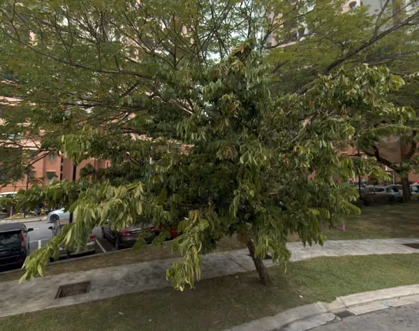 tree photo