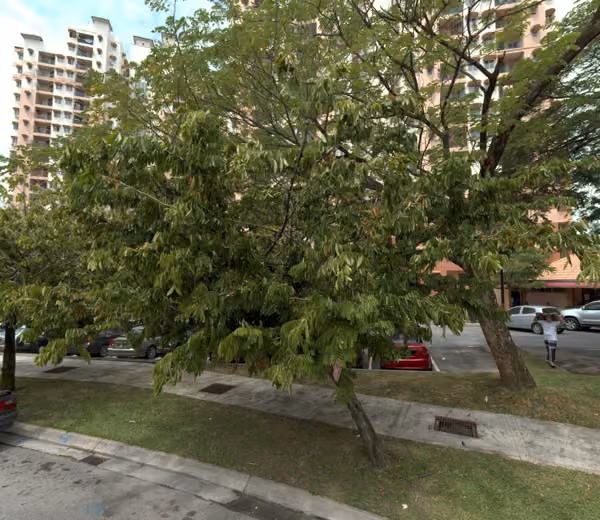 tree photo
