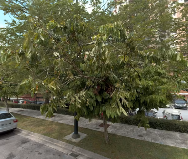 tree photo