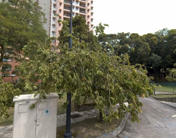 tree photo