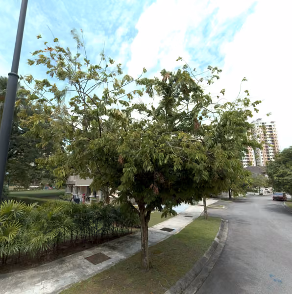 tree photo