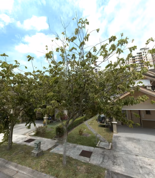 tree photo