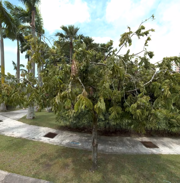tree photo