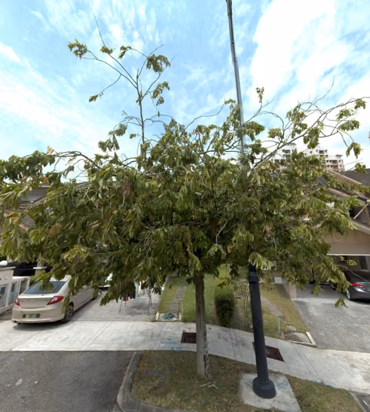 tree photo