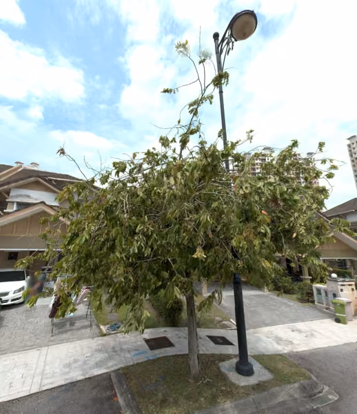 tree photo
