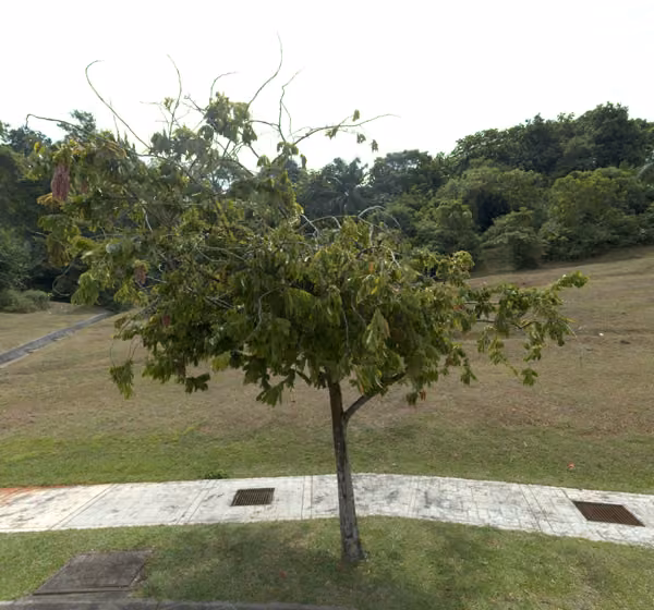 tree photo