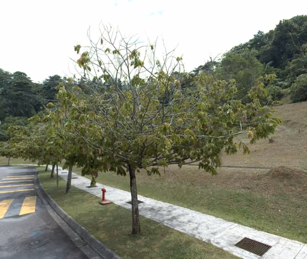 tree photo
