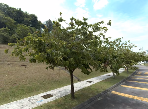 tree photo