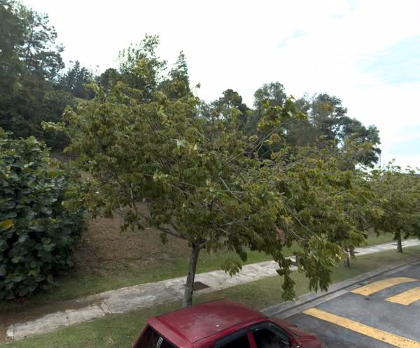 tree photo