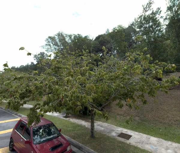 tree photo