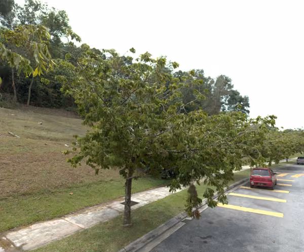 tree photo
