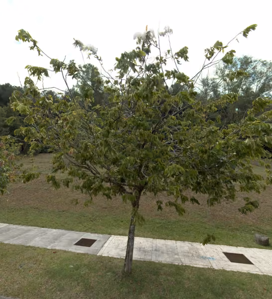 tree photo