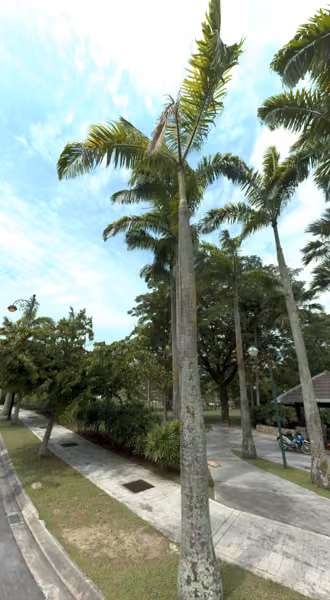 tree photo