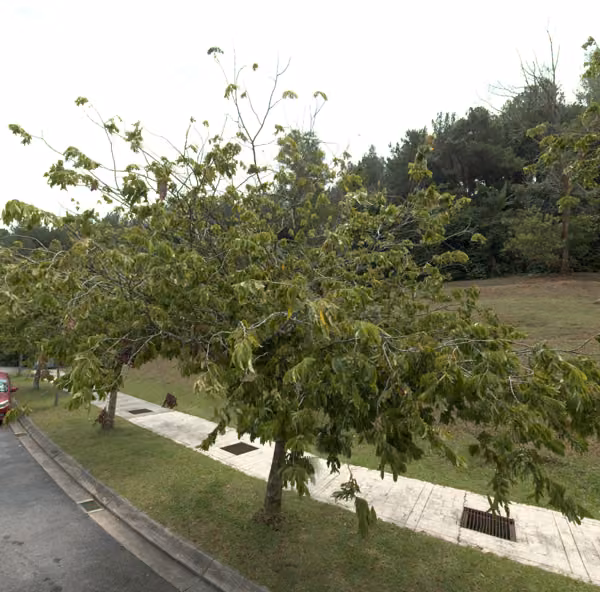 tree photo