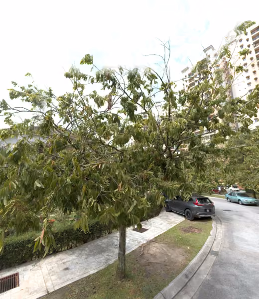 tree photo